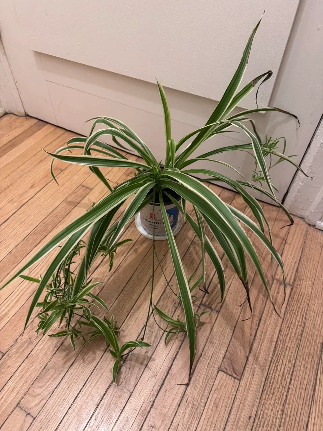 Spider Plant