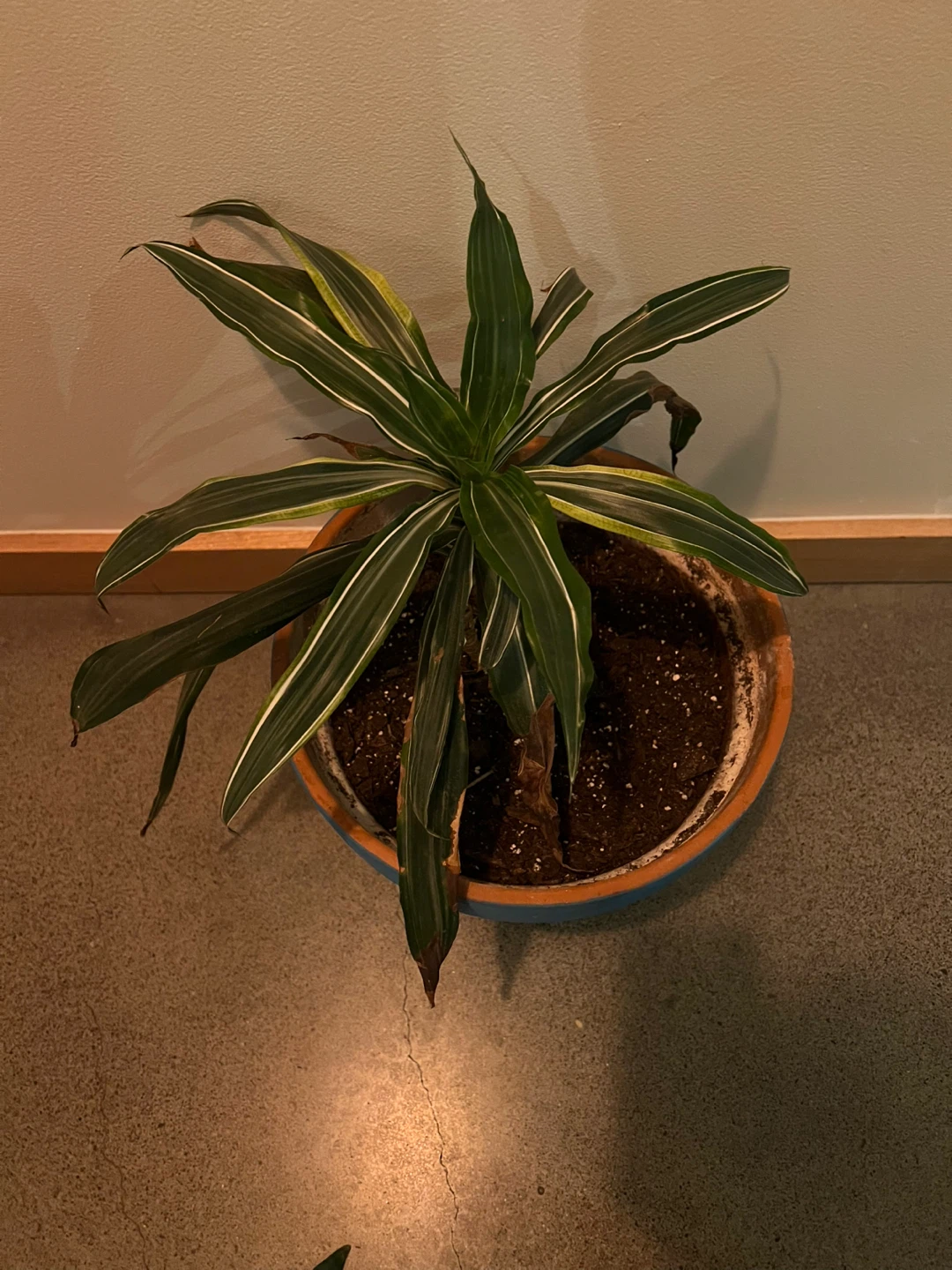 Potted Dracaena Plant - photo 2