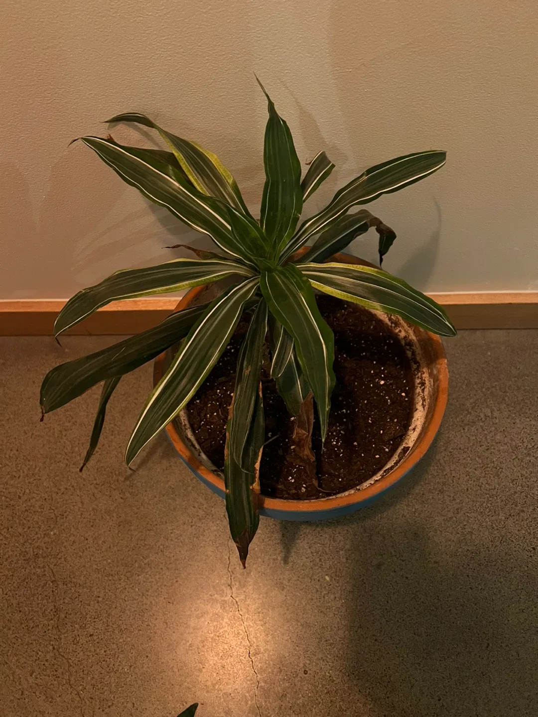 Potted Dracaena Plant image indicator(2)