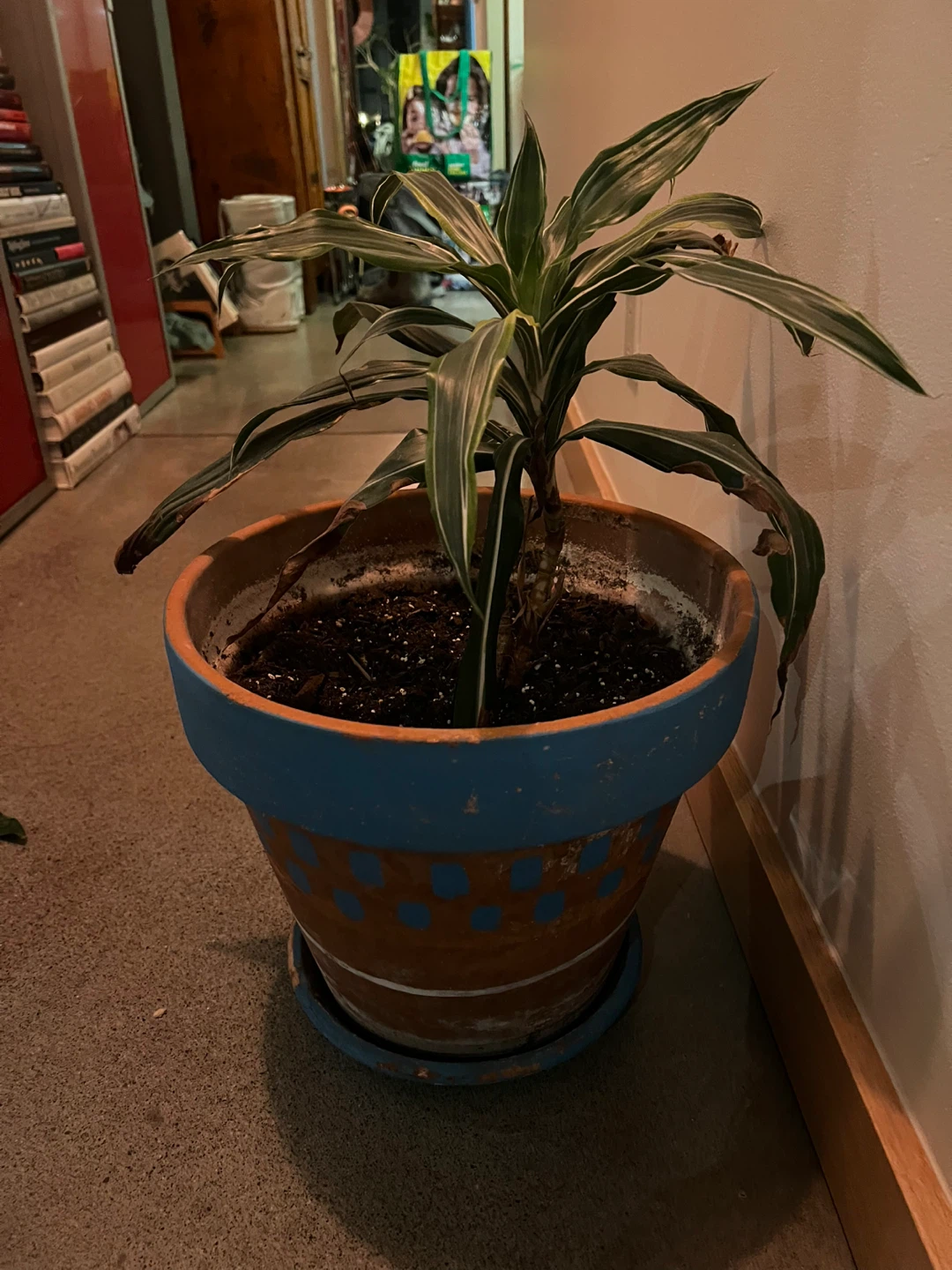 Potted Dracaena Plant - photo 3