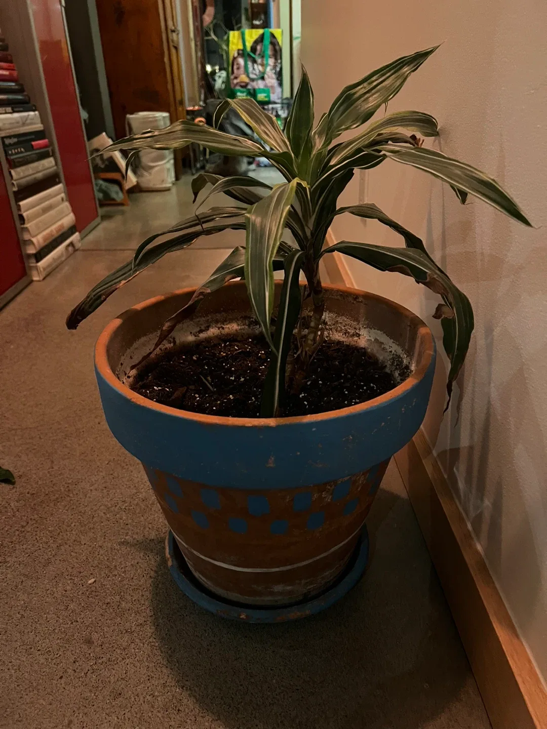 Potted Dracaena Plant image indicator(3)