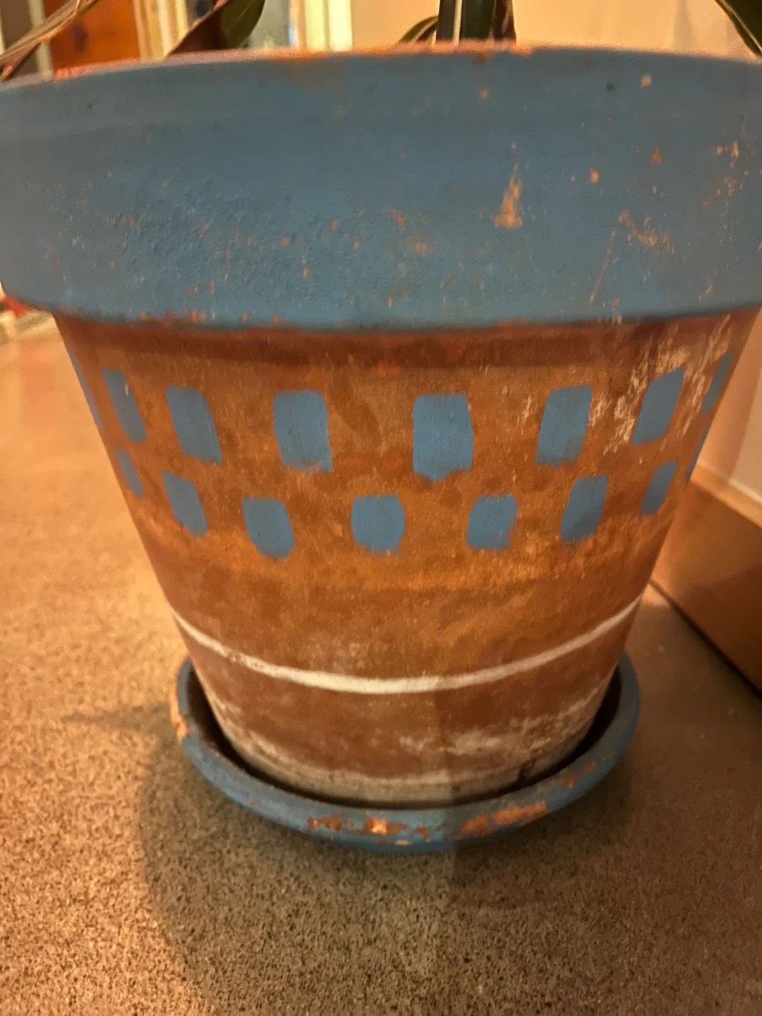 Potted Dracaena Plant image indicator(4)