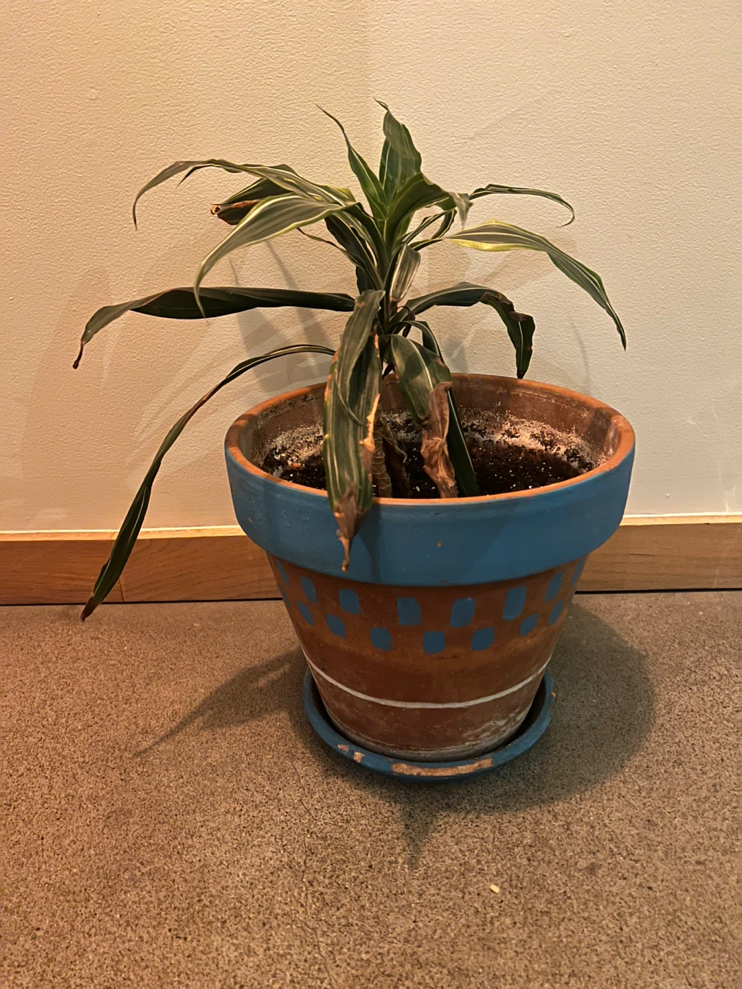 Potted Dracaena Plant