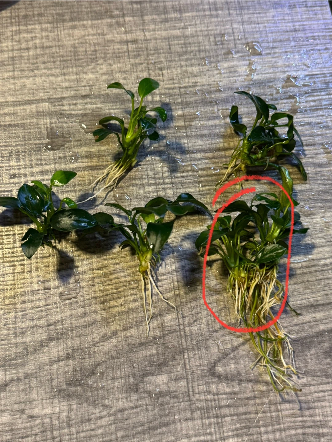 Anubias Japan Aquarium Plants Cuttings - photo 2
