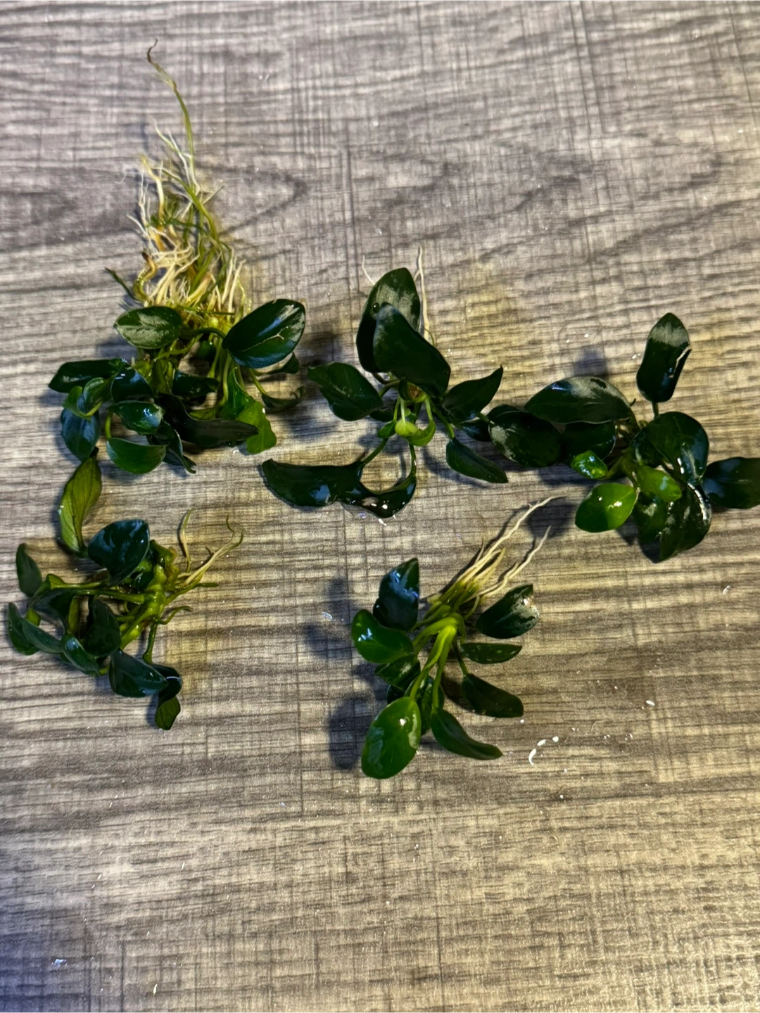 Anubias Japan Aquarium Plants Cuttings