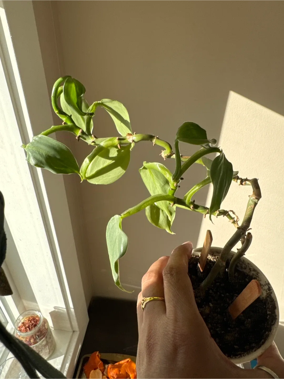 Potted Vanilla Orchid Plant