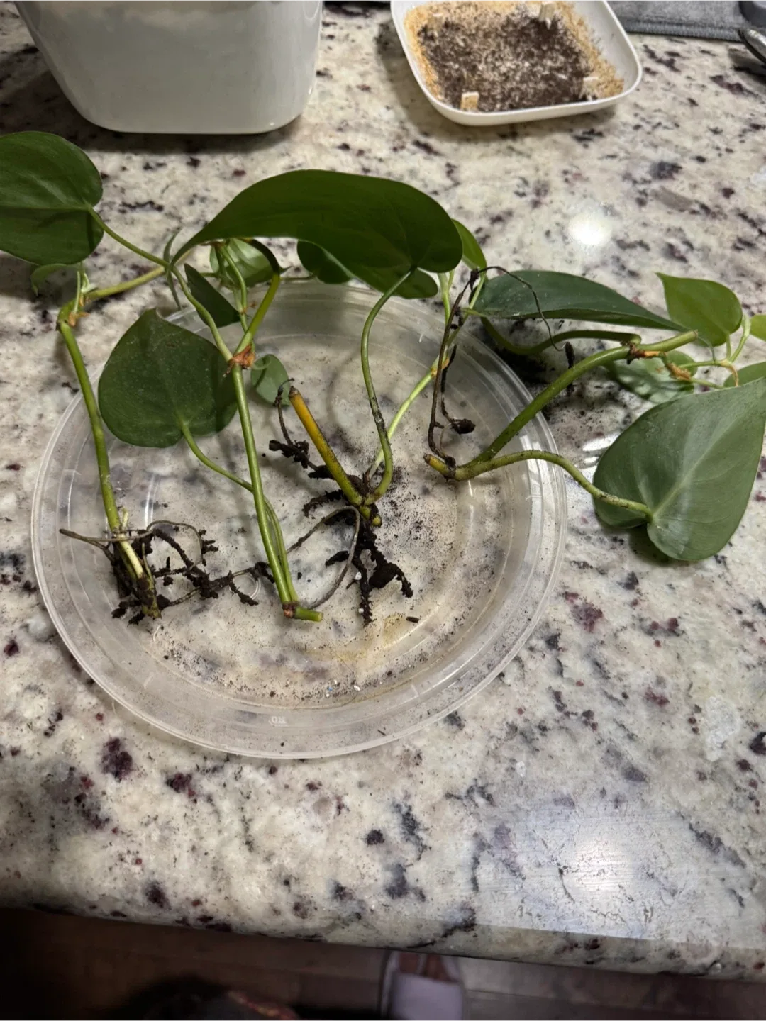 Pothos Plant Cuttings