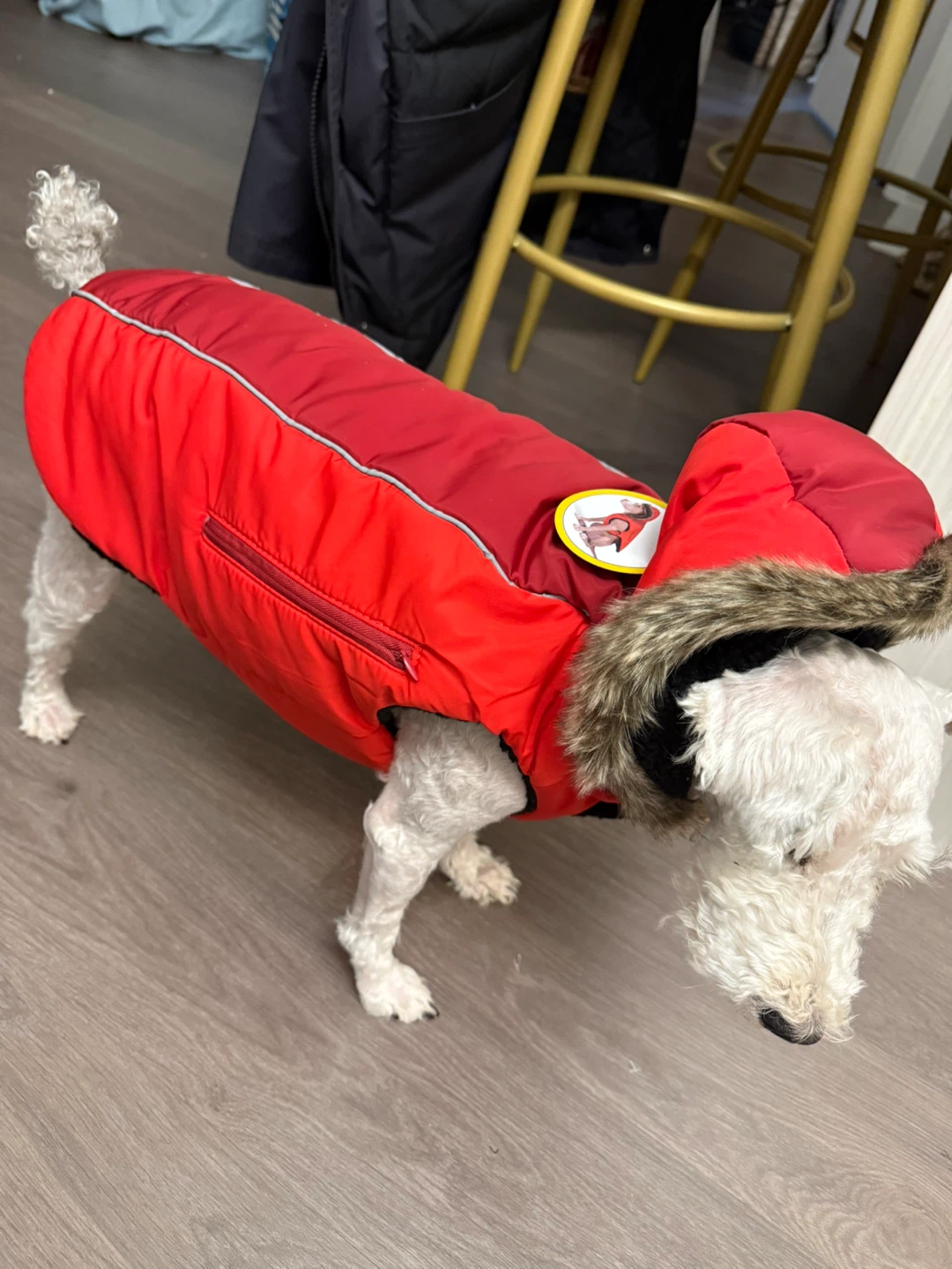 Red Dog Winter Coat with Hood