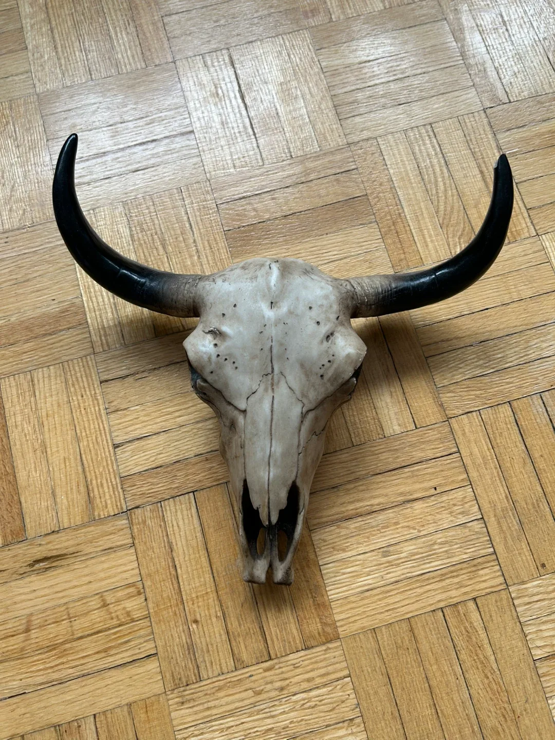 Decorative Bull Skull