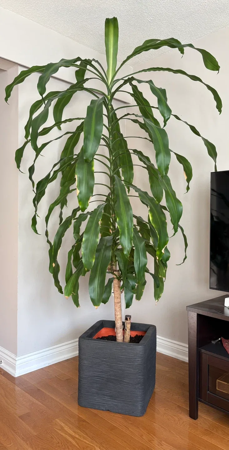 🌿 Tall Dracaena Corn Plant (Richmond Hill) image indicator(4)
