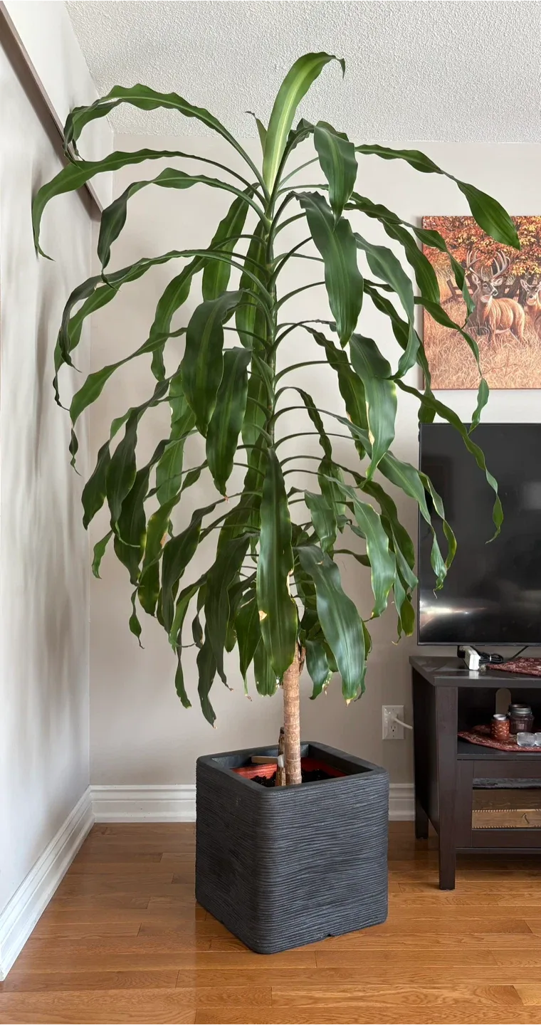 🌿 Tall Dracaena Corn Plant (Richmond Hill) image indicator(5)
