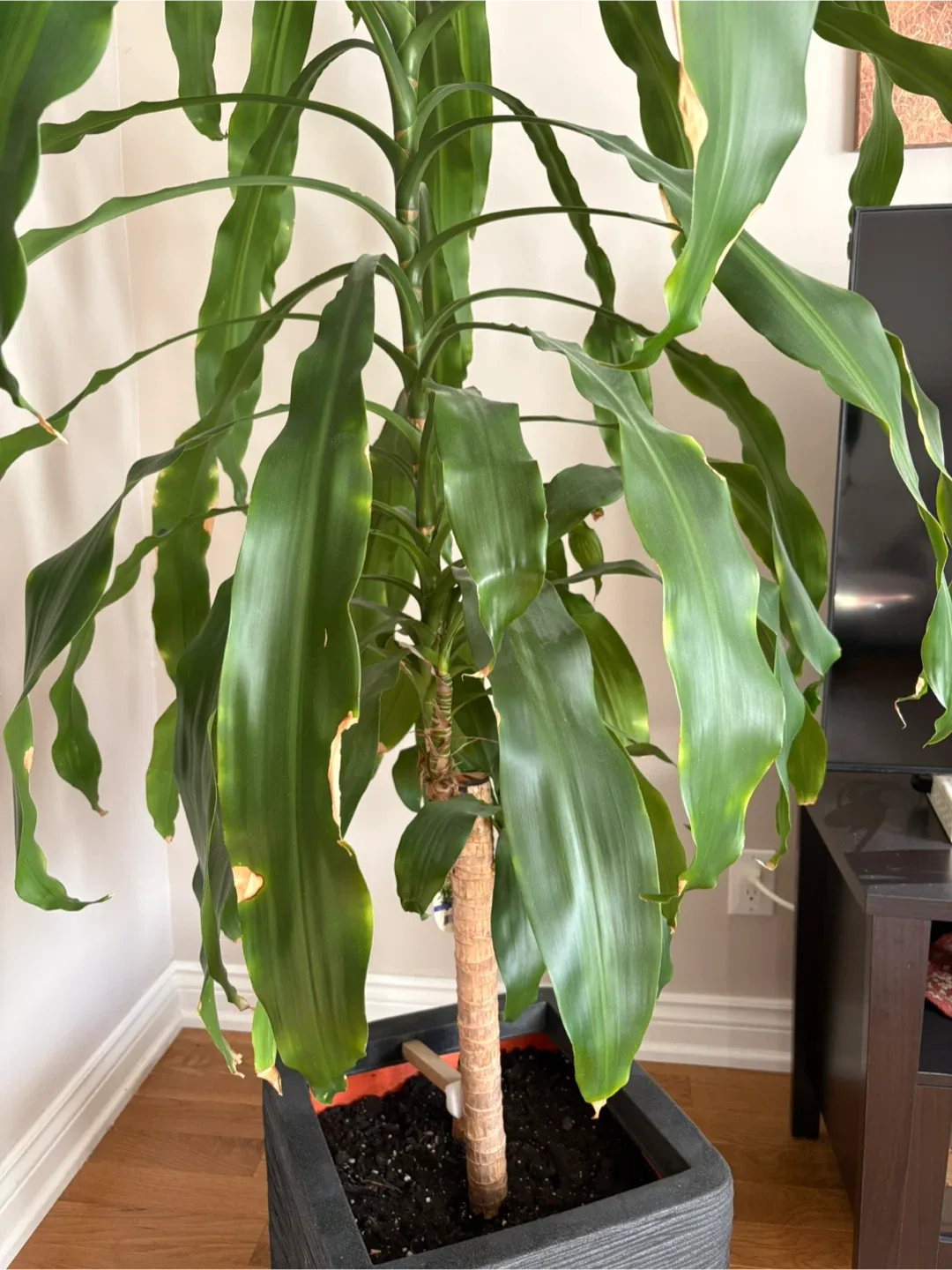 🌿 Tall Dracaena Corn Plant (Richmond Hill) image indicator(3)