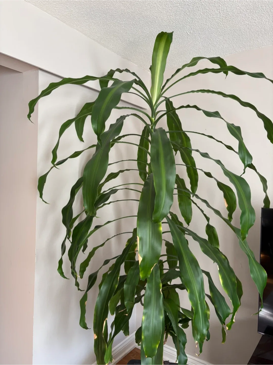🌿 Tall Dracaena Corn Plant (Richmond Hill)