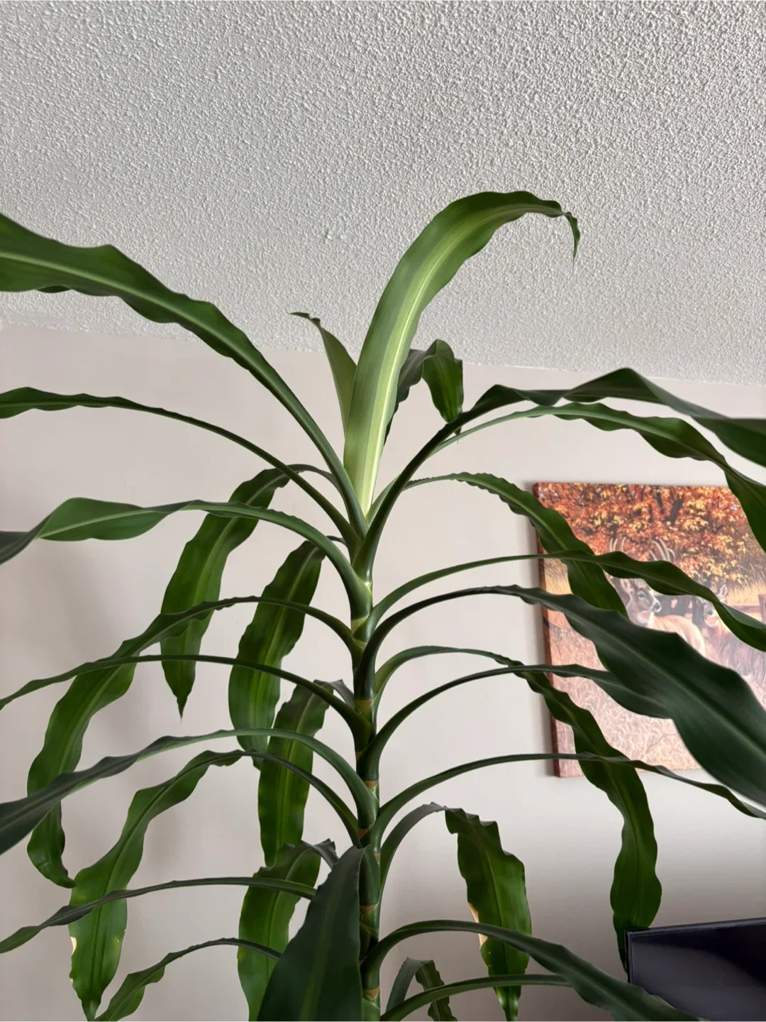 🌿 Tall Dracaena Corn Plant (Richmond Hill) image indicator(2)