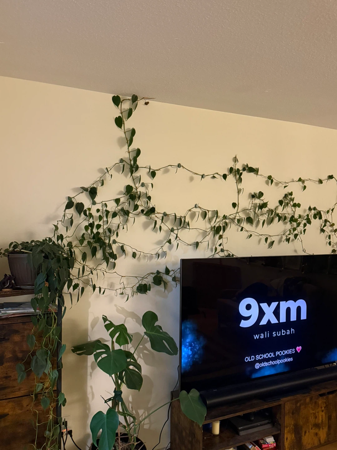 🌿 Large Heartleaf Philodendron – Mature Trailing Vine (12ft+) - photo 2