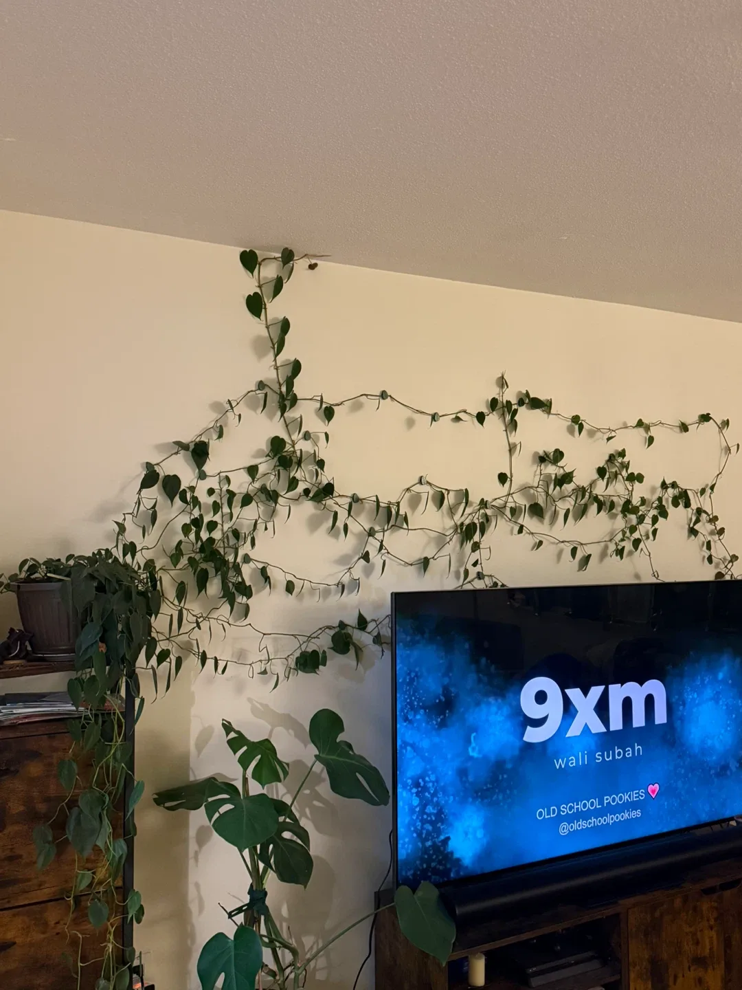 🌿 Large Heartleaf Philodendron – Mature Trailing Vine (12ft+)