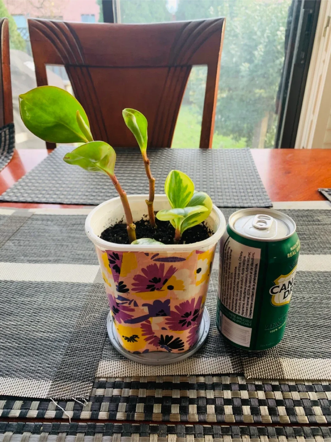 2-in-1 Rubber Plant image indicator(3)