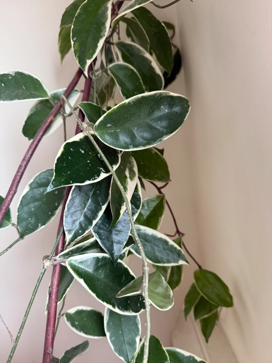 Variegated Hoya Carnosa Krimson Queen image indicator(3)