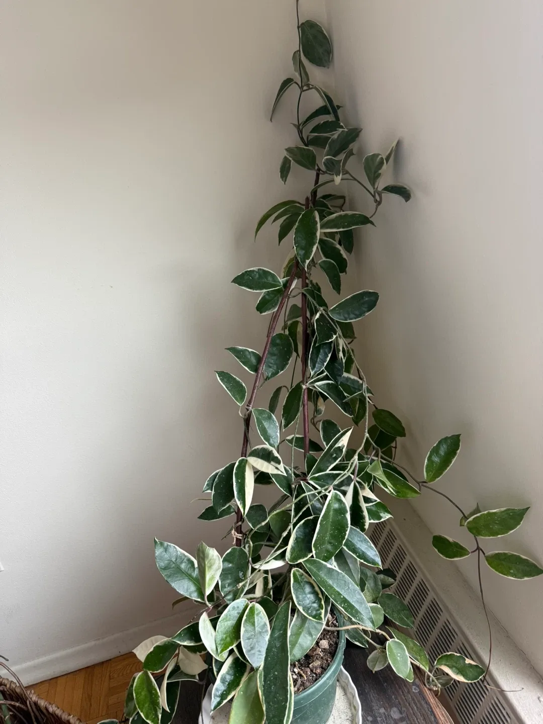 Variegated Hoya Carnosa Krimson Queen image indicator(6)