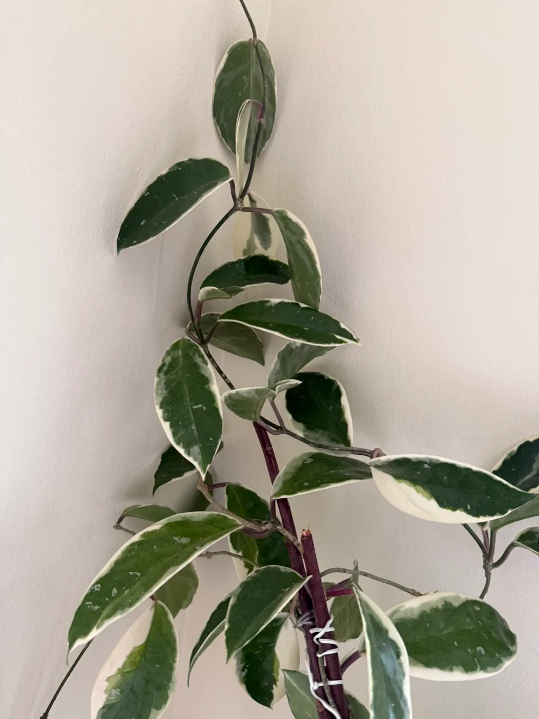 Variegated Hoya Carnosa Krimson Queen image indicator(4)