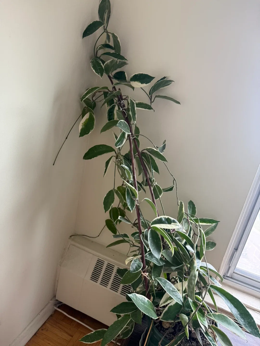 Variegated Hoya Carnosa Krimson Queen image indicator(5)