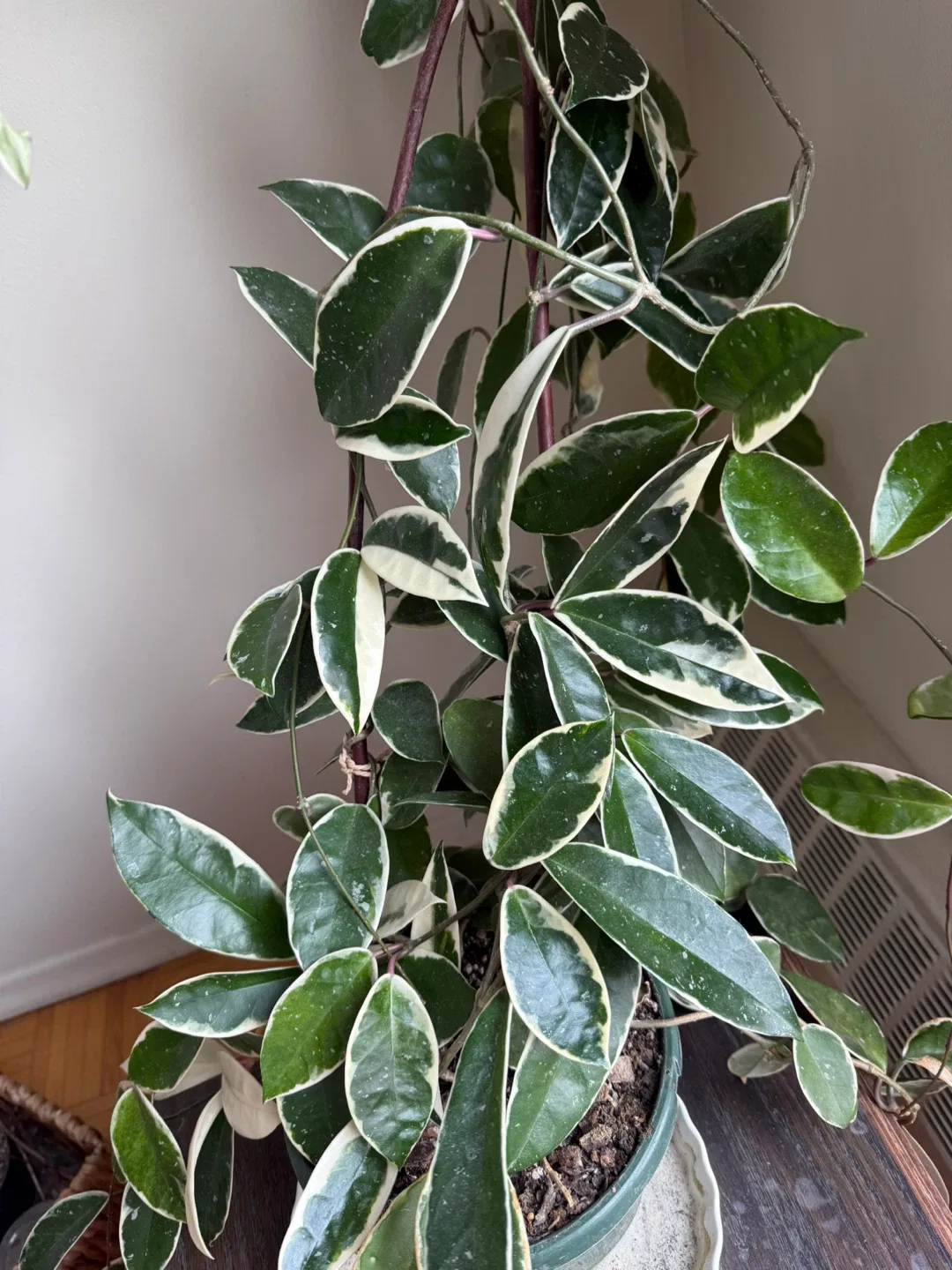 Variegated Hoya Carnosa Krimson Queen image indicator(2)