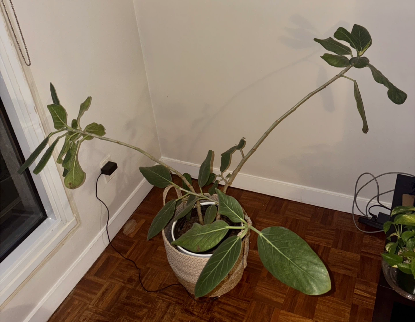 Potted Ficus Plant - photo 3