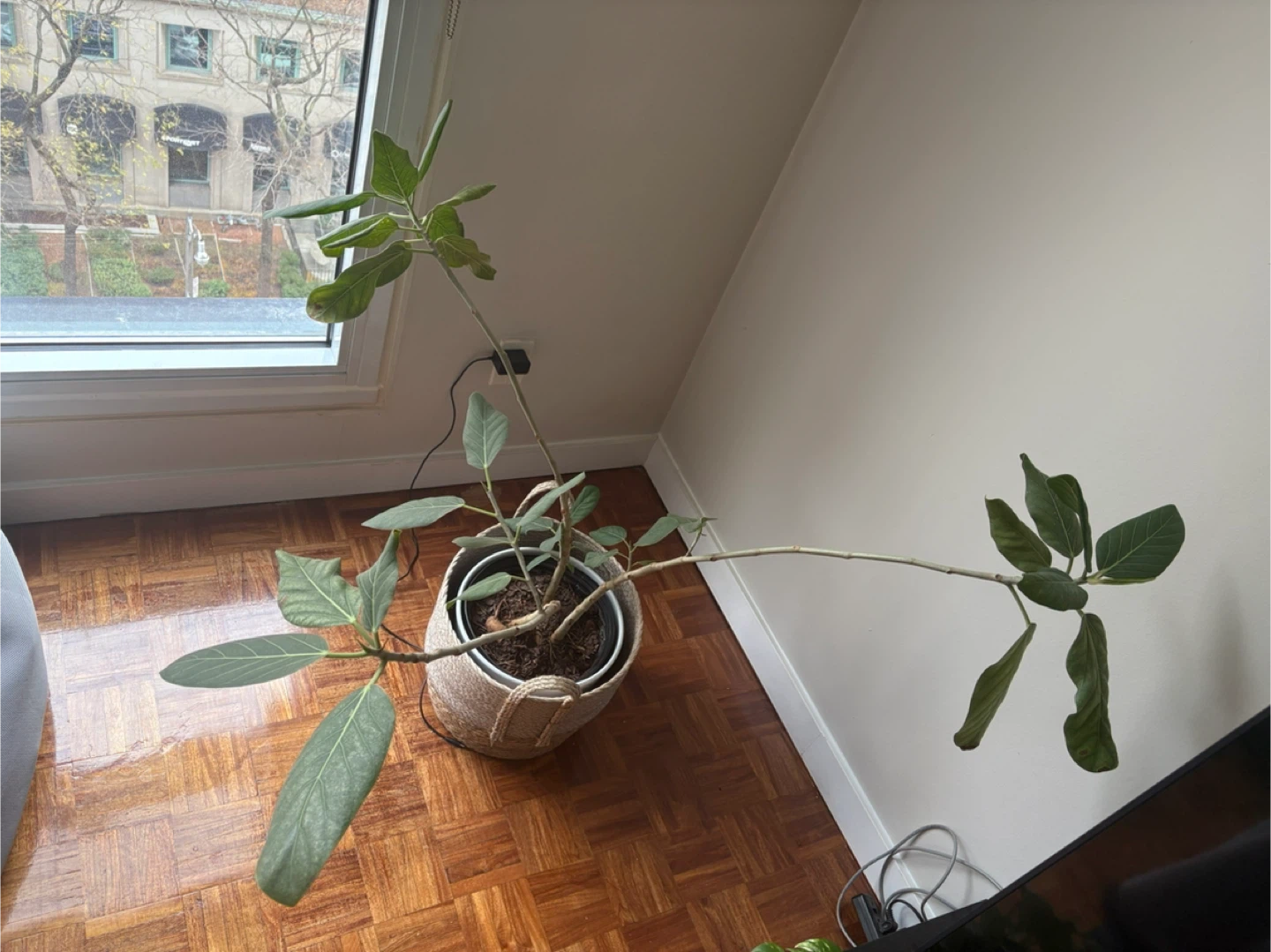 Potted Ficus Plant - photo 5
