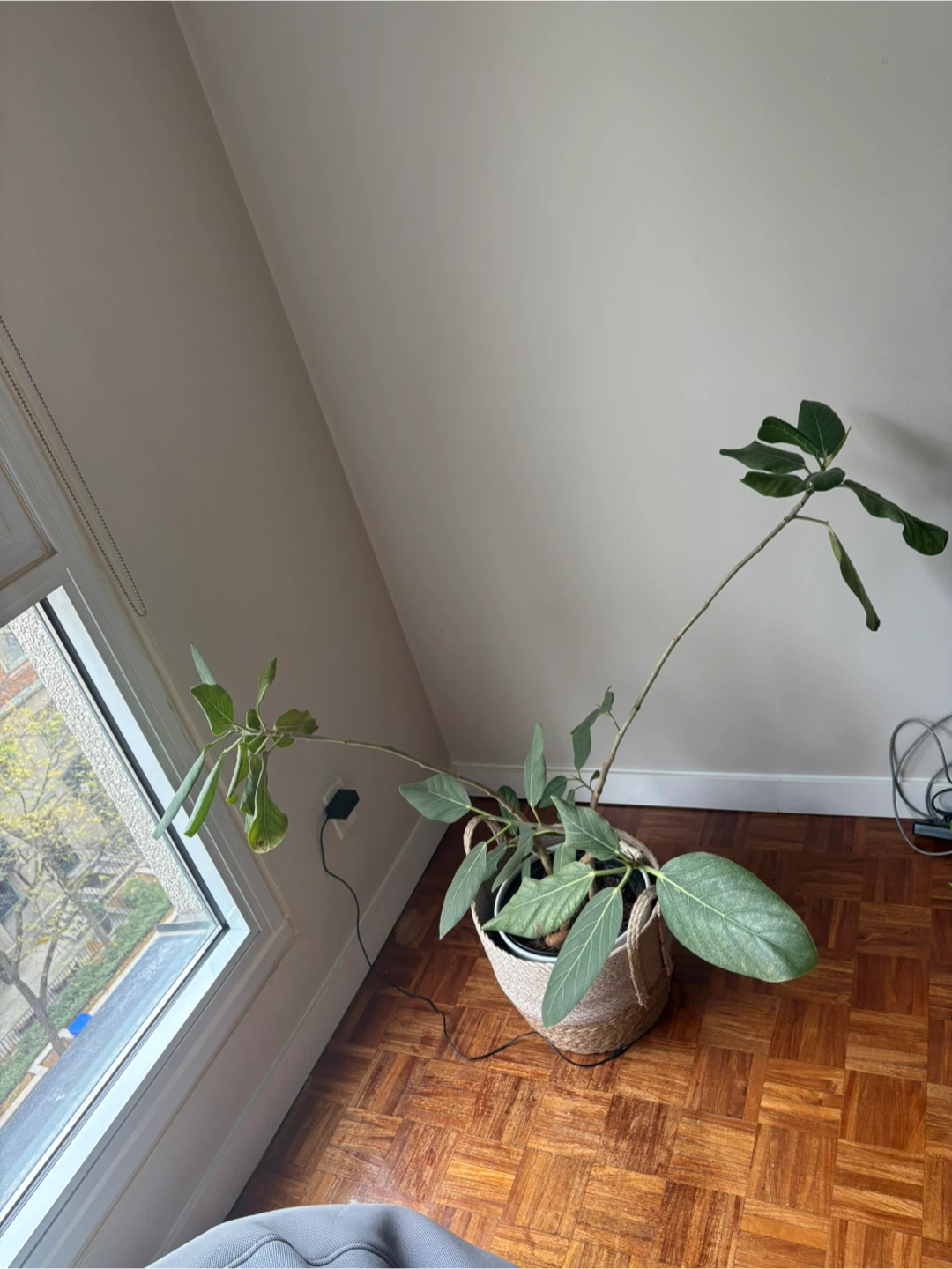 Potted Ficus Plant - photo 2