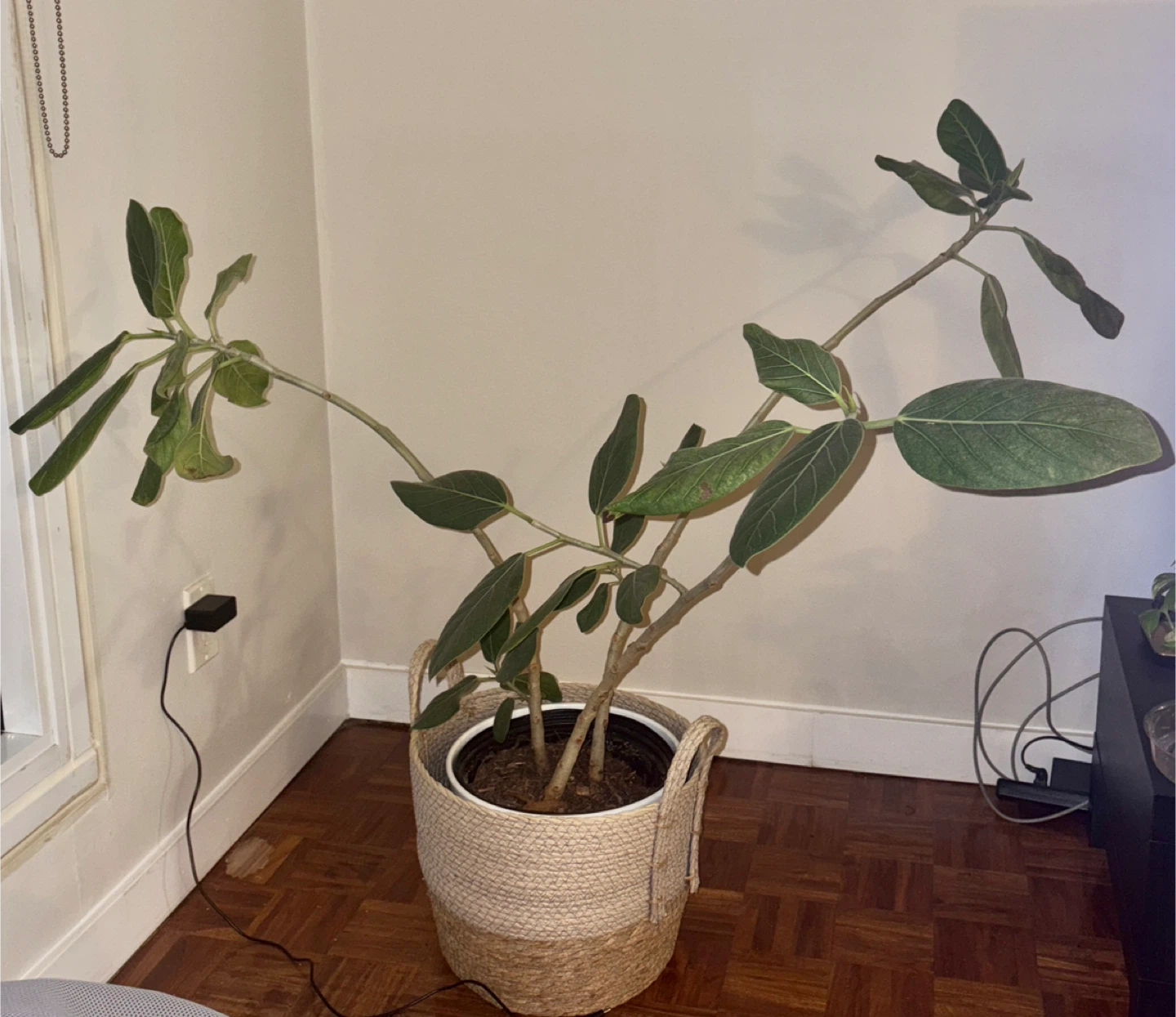 Potted Ficus Plant