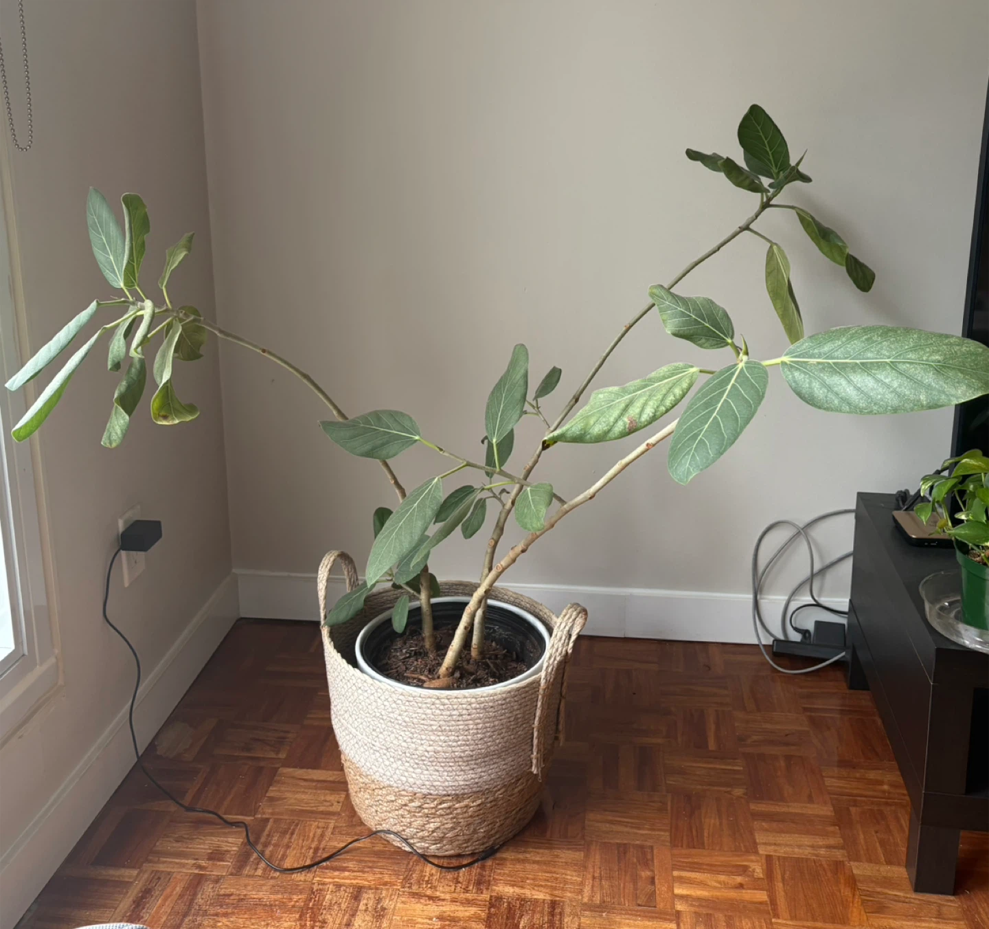 Potted Ficus Plant - photo 4