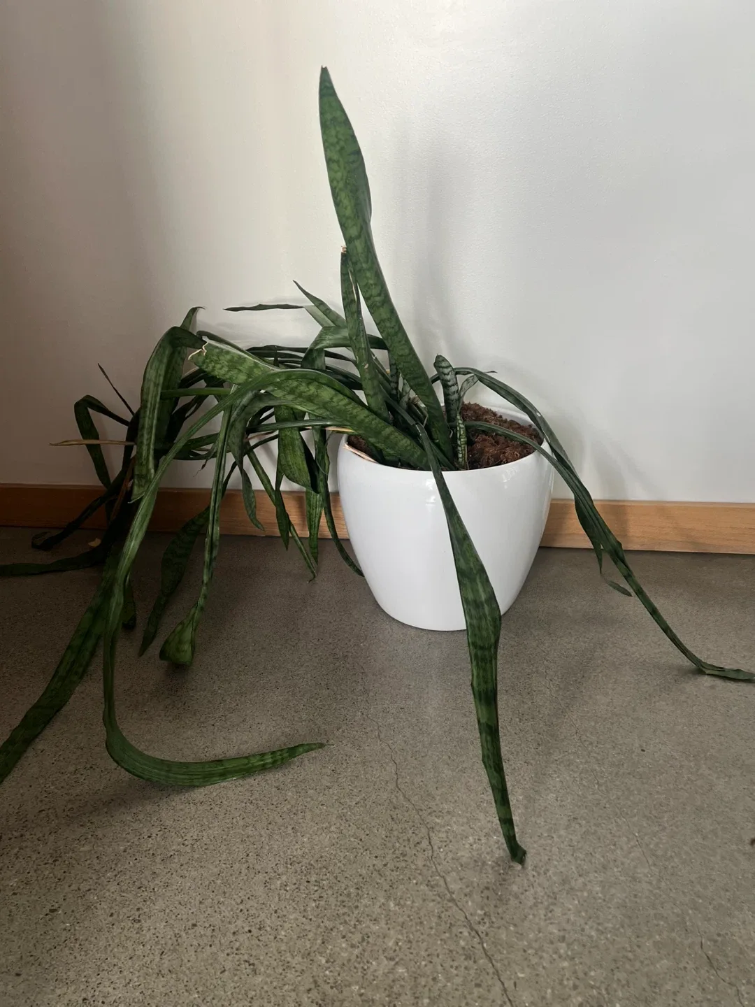 Snake Plant in White Pot