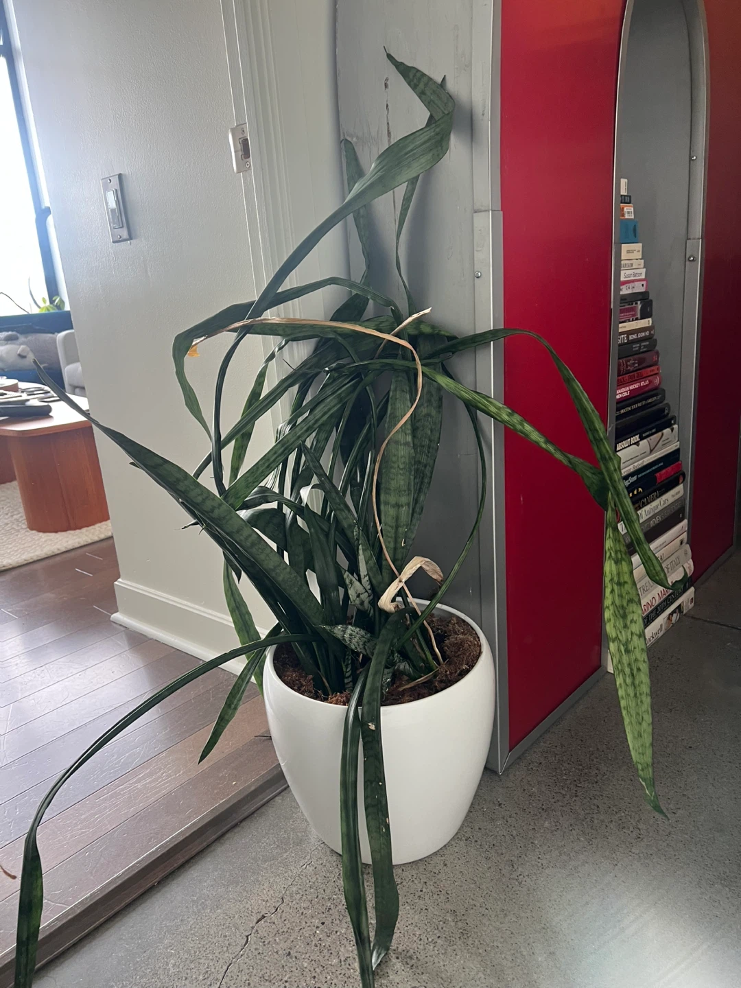 Snake Plant in White Pot - photo 3