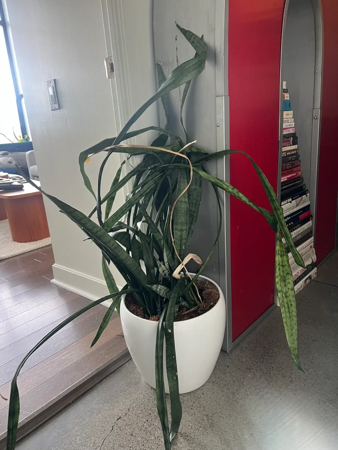 Snake Plant in White Pot image indicator(3)