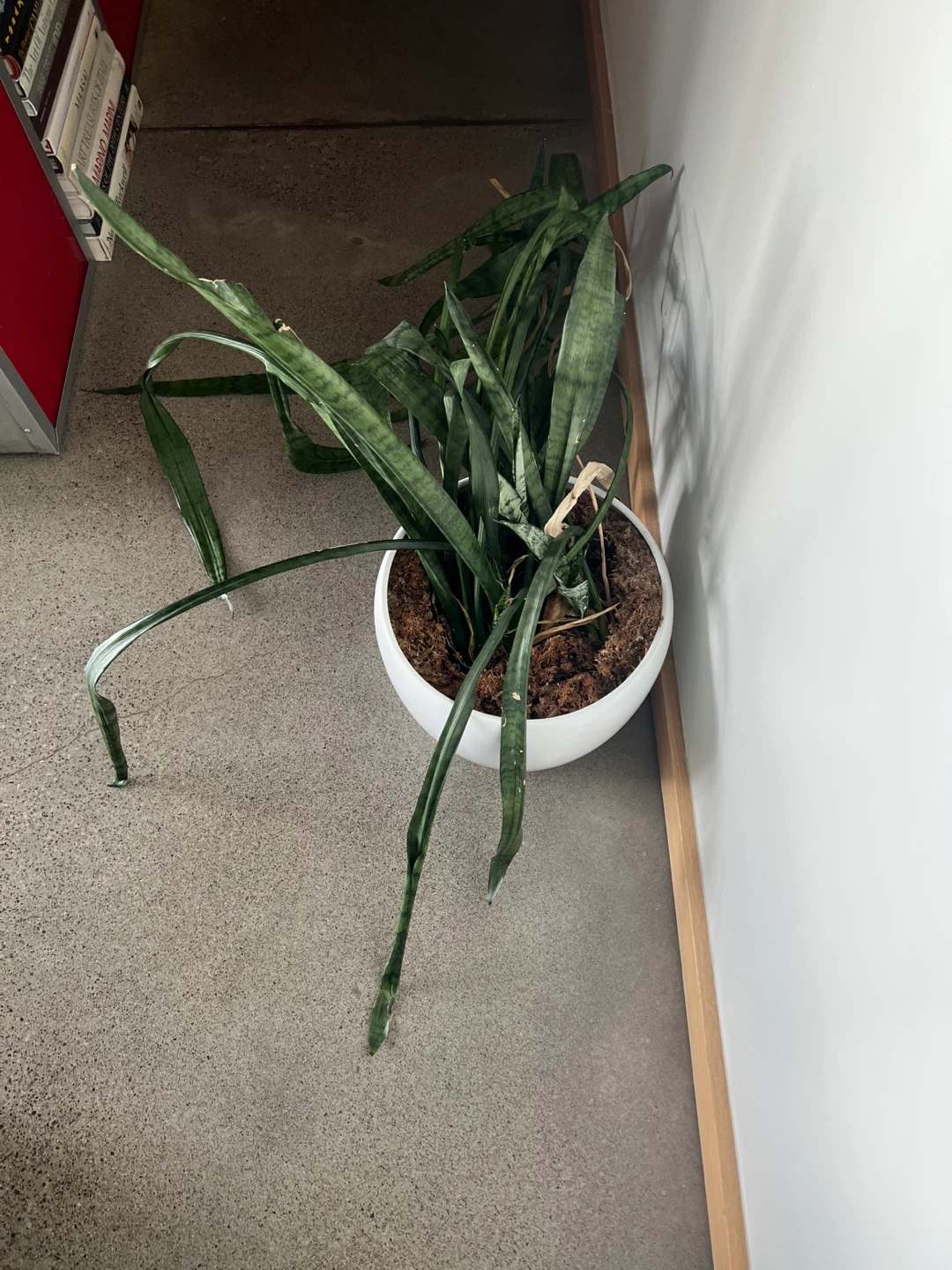 Snake Plant in White Pot - photo 2
