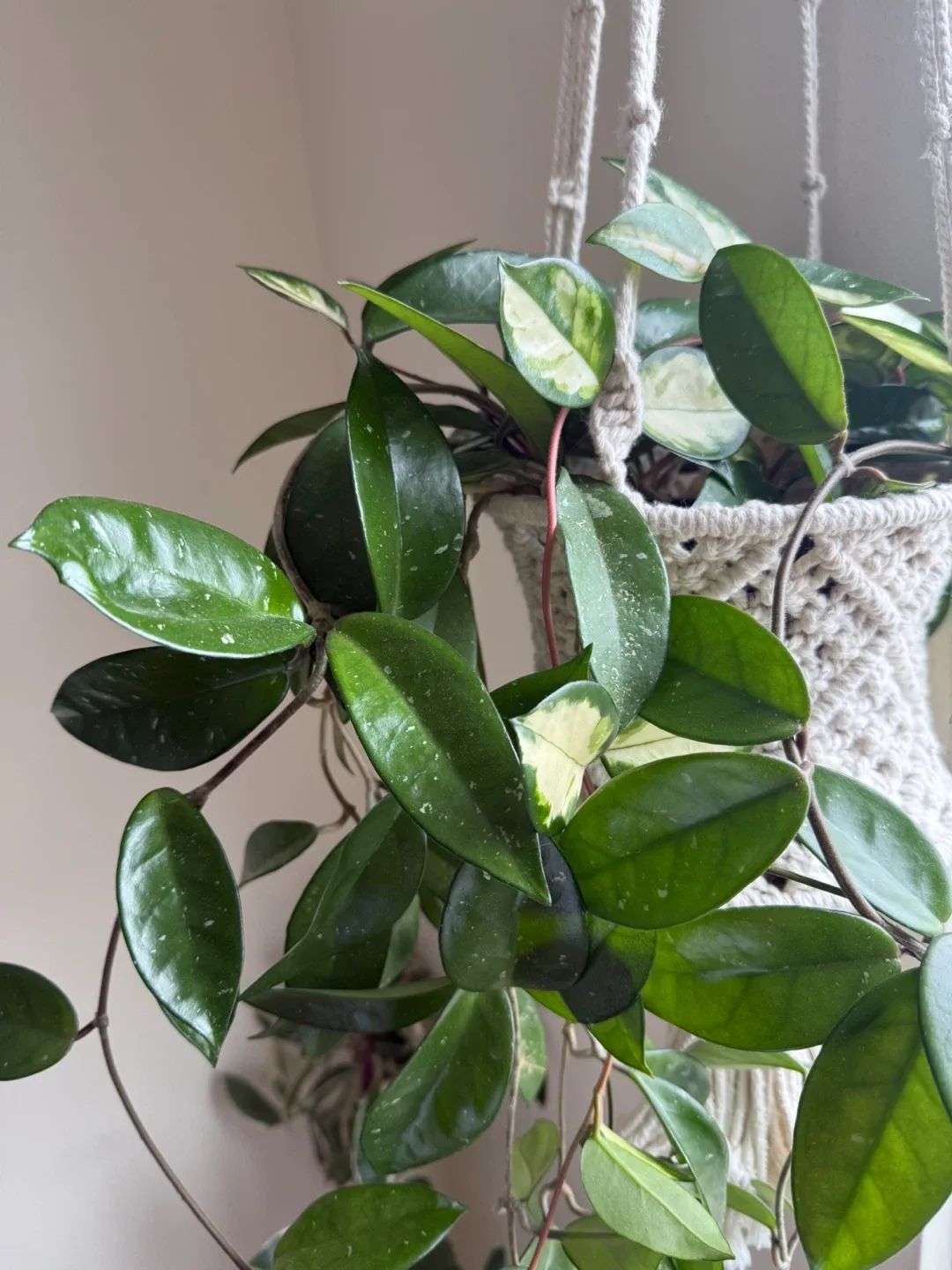Hoya Carnosa Krimson Pricess and Wax Plant in the same pot image indicator(3)