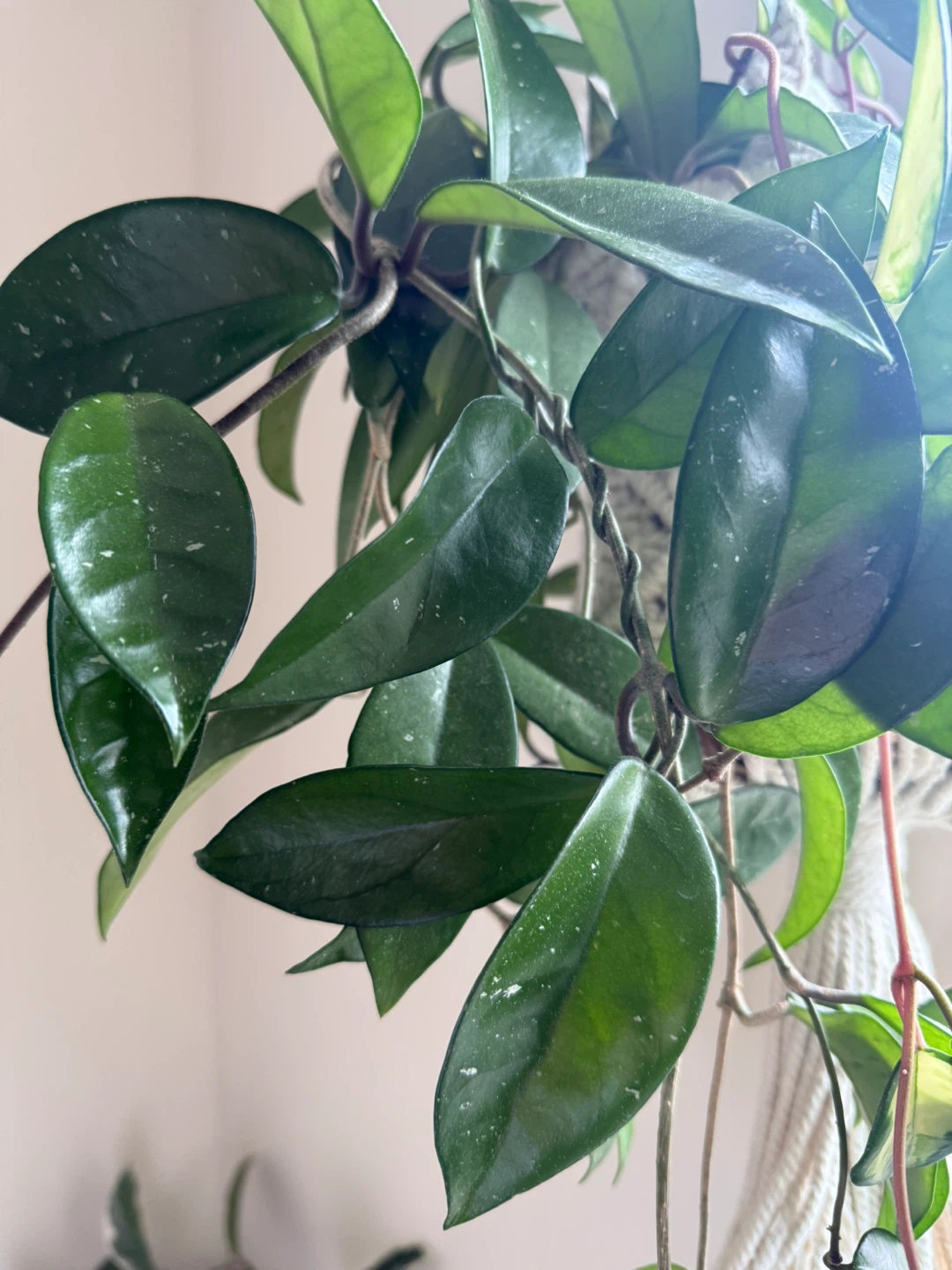 Hoya Carnosa Krimson Pricess and Wax Plant in the same pot - photo 5