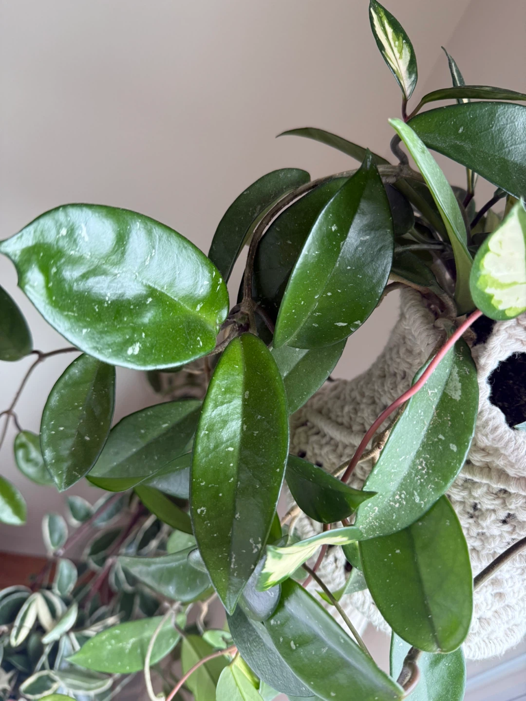 Hoya Carnosa Krimson Pricess and Wax Plant in the same pot - photo 2