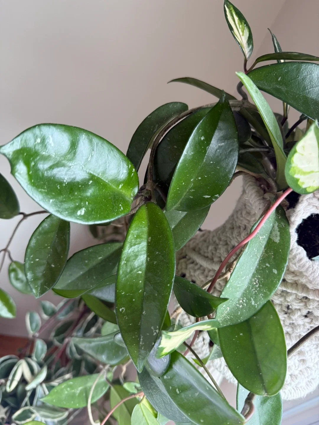 Hoya Carnosa Krimson Pricess and Wax Plant in the same pot image indicator(2)