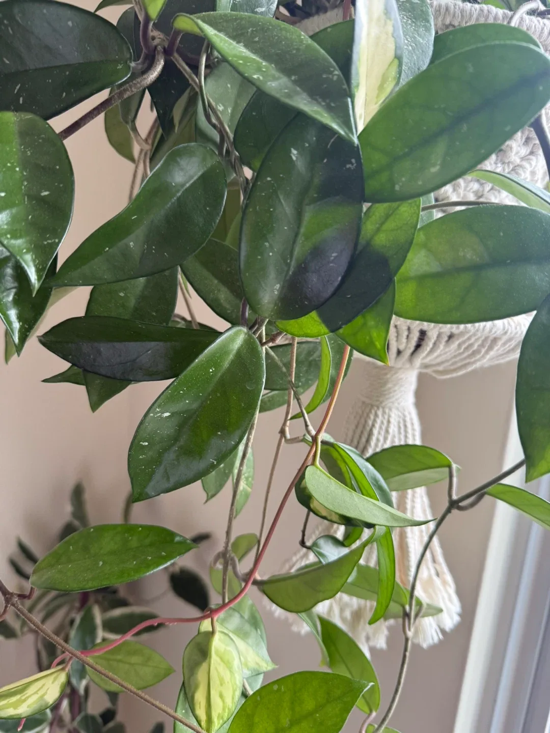 Hoya Carnosa Krimson Pricess and Wax Plant in the same pot image indicator(4)