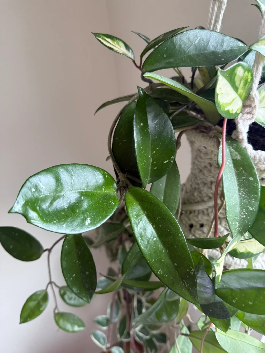 Hoya Carnosa Krimson Pricess and Wax Plant in the same pot image indicator(6)