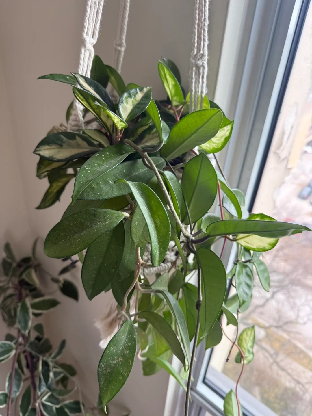 Hoya Carnosa Krimson Pricess and Wax Plant in the same pot image indicator(8)