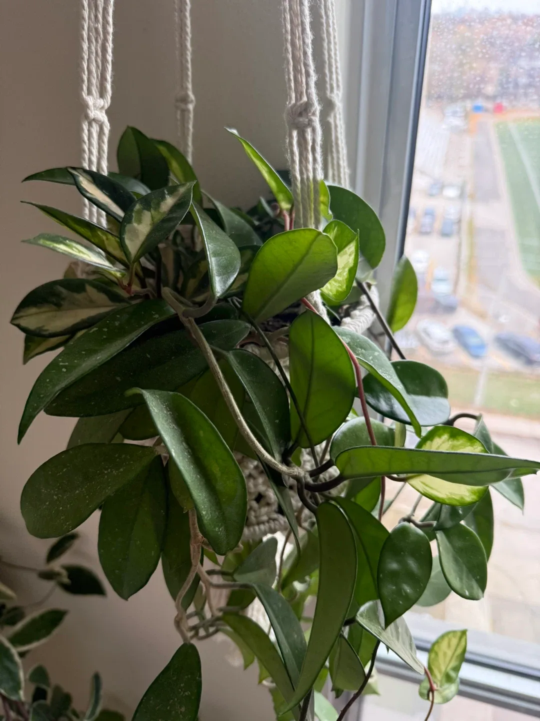 Hoya Carnosa Krimson Pricess and Wax Plant in the same pot image indicator(7)