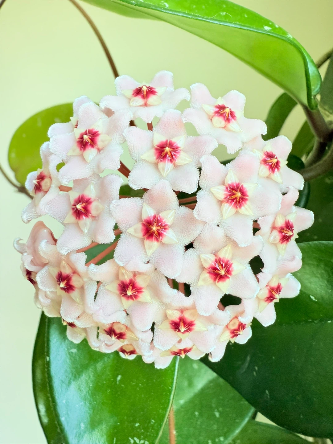 Hoya Carnosa Krimson Pricess and Wax Plant in the same pot