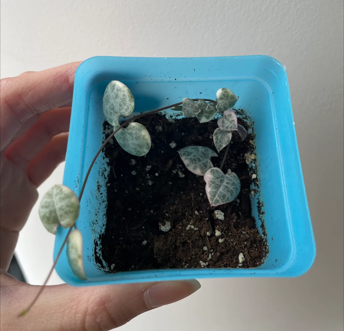 Potted Variegated String of Hearts Plant thumbnail