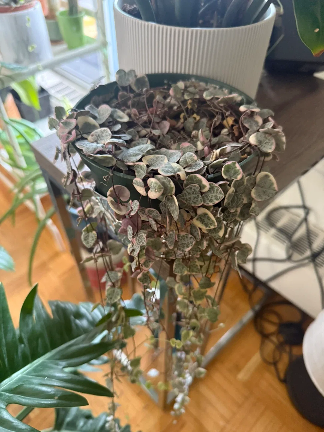 Variegated String of Hearts Plant image indicator(6)