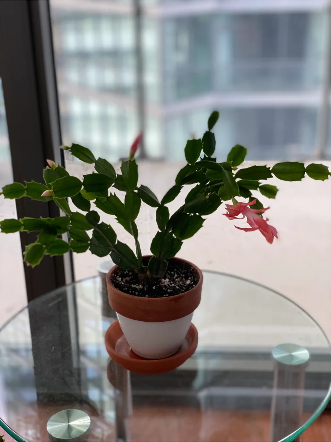 Christmas Cactus with a clay Pot