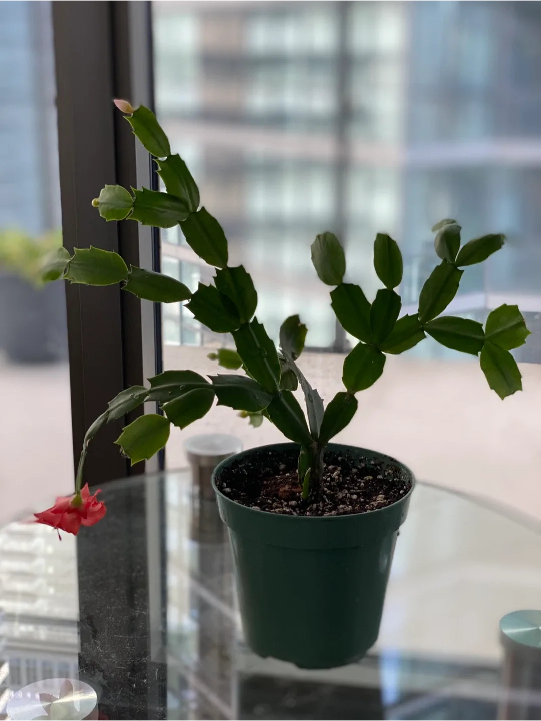 Christmas Cactus with Red Bloom