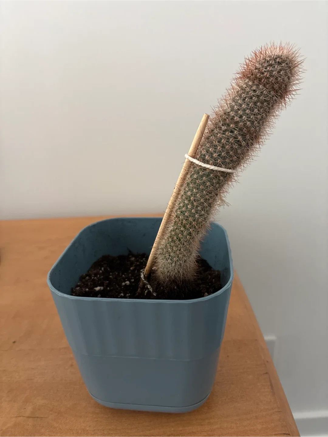 FREE - potted Cactus