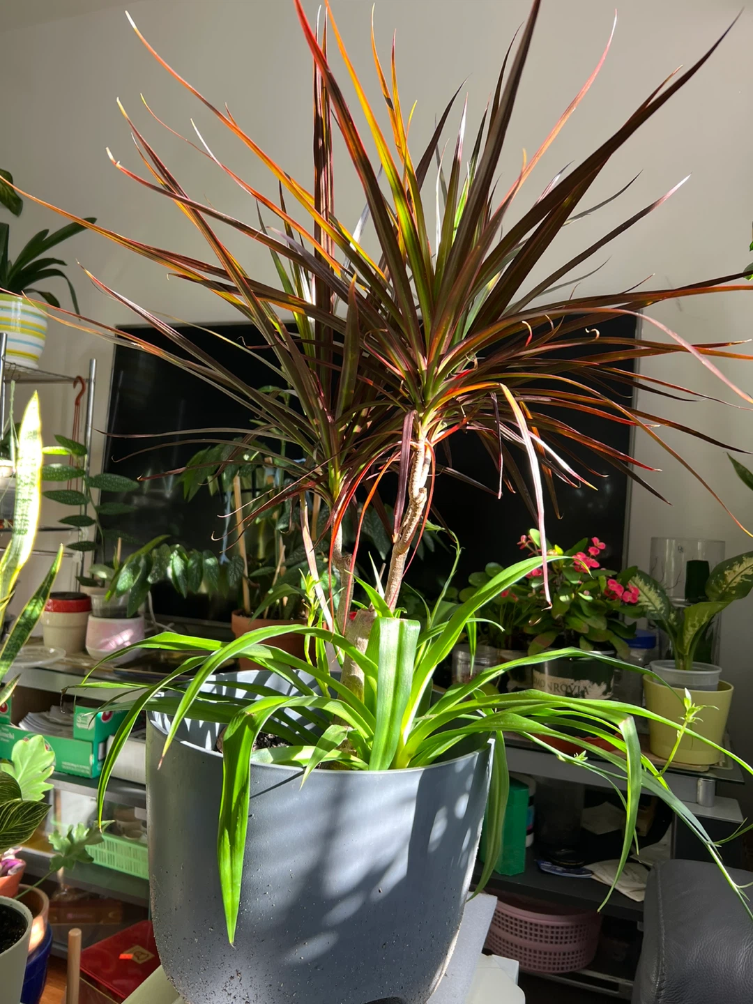 Dracaena Marginata with spider plant - photo 5